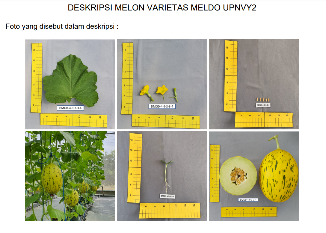 deskripsi Varietas baru melon Meldo UPNVY2