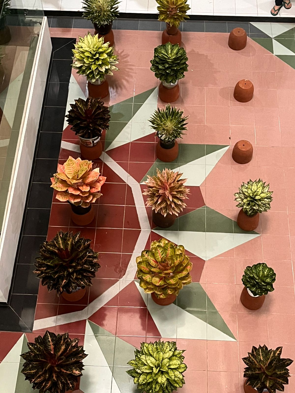 Kolaborasi, Kreativitas, dan Keindahan: Kontes Aglaonema UPN Yogyakarta Jadi Sorotan