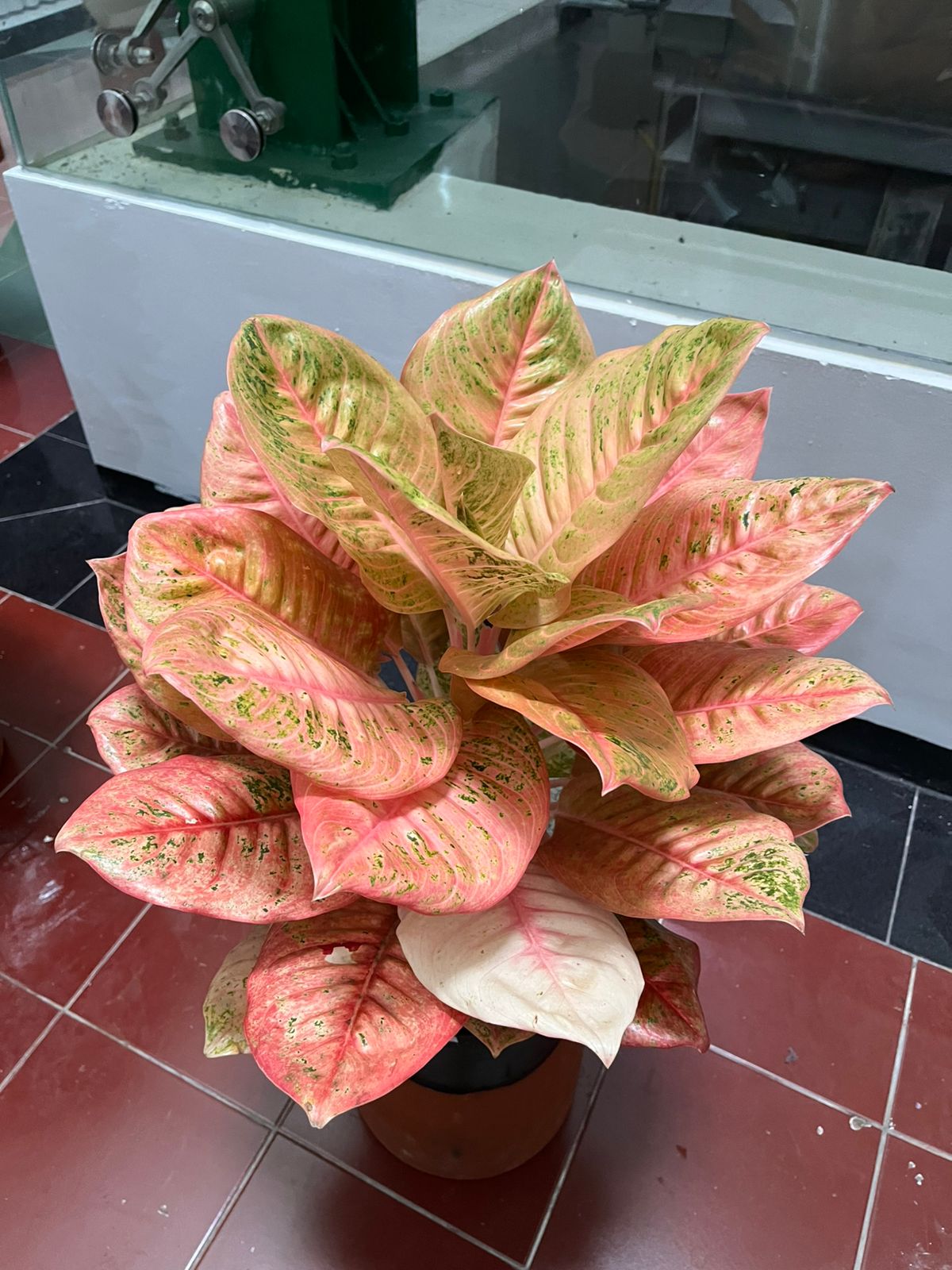 Kontes Aglaonema UPN Yogyakarta, Wadah Bagi Berbagai Jenis Pecinta Tanaman Hias