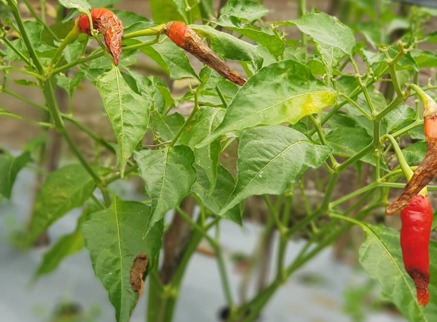 Cuaca Ekstrem Picu Lonjakan Penyakit Cabai, Antraknosa Jadi Ancaman Serius di 2026