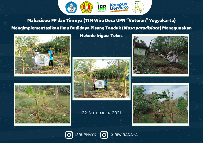 Mahasiswa FP dan Tim Wira Desa  UPNVYK implementasi  irigasi tetes untuk Budidaya Pisang Tanduk