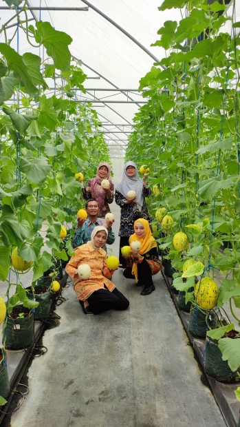 Panen Melon Varietas Unggul pada Bazar Green House Product
