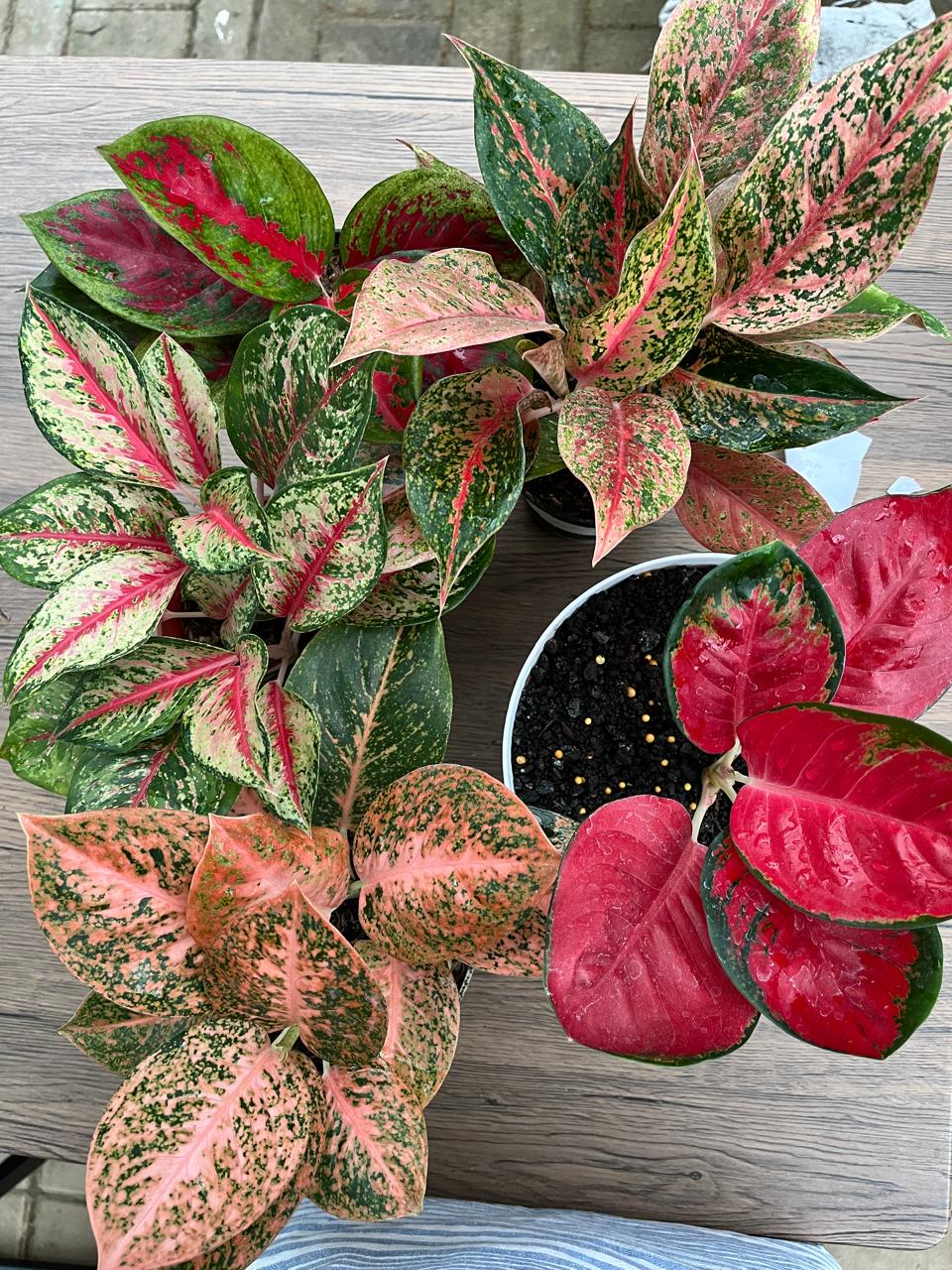 Dari Tren Nasional ke Panggung Kampus: Menyambut Kontes Faperta Aglonema 2025