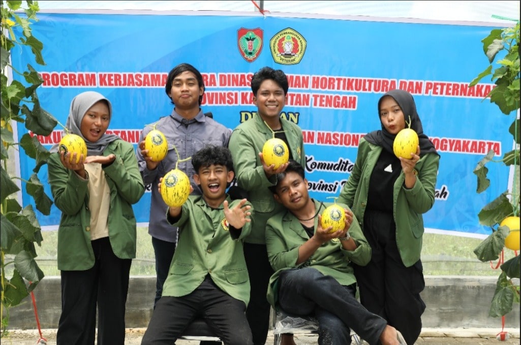 melon hasil  budidaya